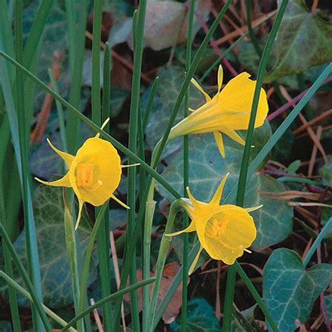 Wild jonquil - Fine Gardening