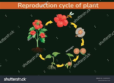 Reproductive Cycle Plant Vector Illustration Stock Vector (Royalty Free ...