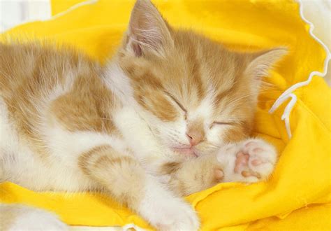 Sleeping Time For Yellow Cat Wallpapers HD / Desktop and Mobile Backgrounds