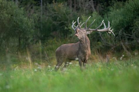 Premium Photo | Red deer on the green background during the deer rut in ...