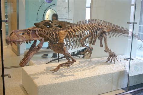 Prestosuchus; an archosaur. It is a very early relative of crocodiles ...