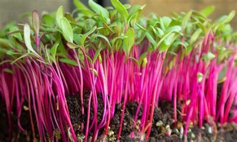 How To Grow Beet Microgreens Fast And Easy | Epic Gardening