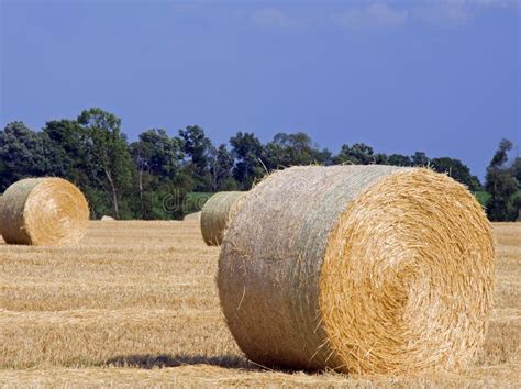 Wheat Straw stock image. Image of grain, cultivation - 26036257