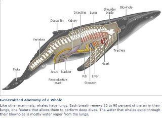 Whale Anatomy Diagram