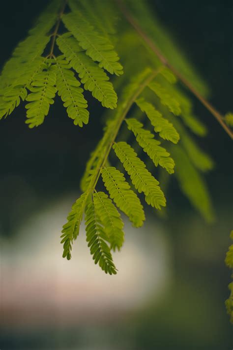 Fern Spiral Photos, Download The BEST Free Fern Spiral Stock Photos ...