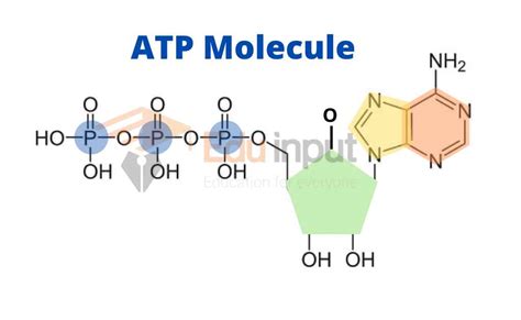 ATP Structure and Functions - Mechanism of Energy Transfer by ATP