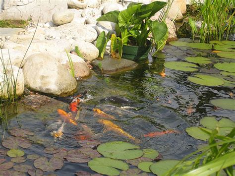 koi pond plants : Biological Science Picture Directory – Pulpbits.net