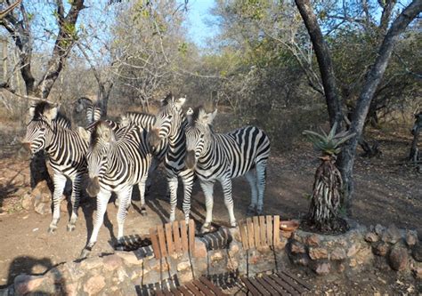 About Marloth Park in Kruger National Park South