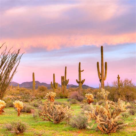 Sonoran Desert At Sunset Wall Art | Photography