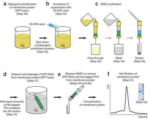 progettista ricevuta impazzito membrane protein purification guardare ...