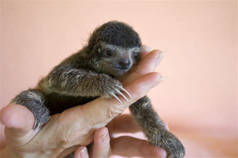 Baby Sloths: Everything you always wanted to know - Sloth Conservation