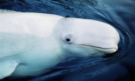 Beluga Whale Images