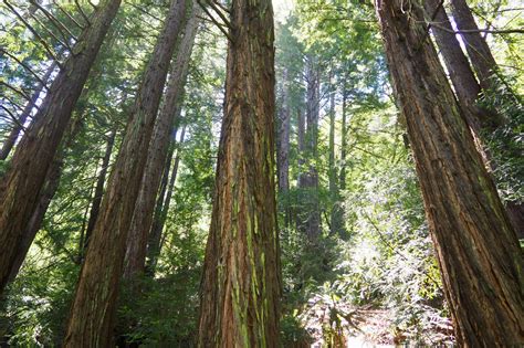 Bridle Trail at Reinhardt Redwood Regional Park - Lonely Hiker