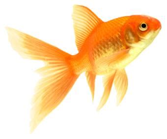 Comet Goldfish, the Most Popular Goldfish Variety Kept by Aquarists