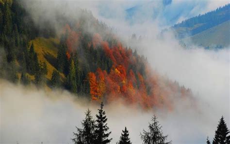 HD Autumn Fog Wallpaper | Download Free - 87396