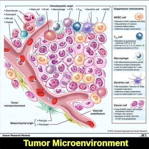 Tumor Immunology - Ask Hematologist | Understand Hematology