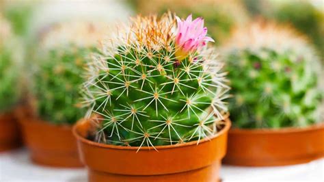 33 Best Popular Types of Cactus You Can Grow at Home