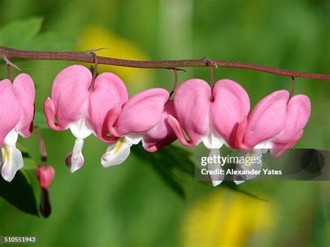 75 Bleeding Heart Flower Arrangement Stock Photos, High-Res Pictures ...