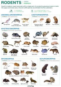 Rodents - Types, List of families, Characteristics, & Pictures