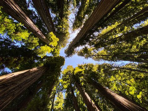 Reinhardt Redwood Regional Park — Fentons Creamery