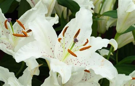 16 Types of White Lilies (Name & Pictures) — Identification Guide ...