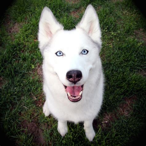 White Husky with Beautiful Blue Eyes 👀 : r/husky