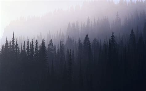 Foggy Forest Wallpaper - WallpaperSafari