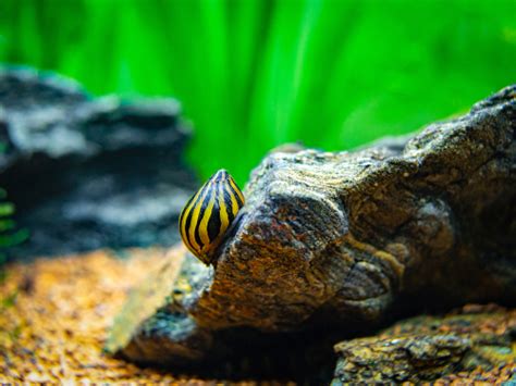 Perfect Guide for🌊🐢Red Eared Slider Tank Mates | Fish Lab