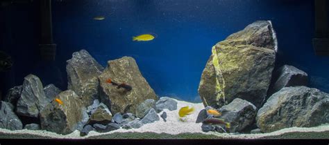 Pin by Eddy Van on African cichlid aquarium | Tropical fish tanks ...