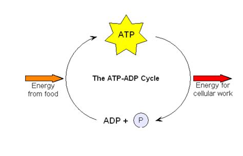 Flow Diagram Food Ti Atp Food Nutrients Components Class Wor