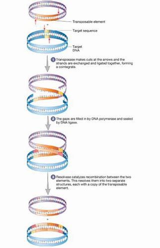 Gene Mutation and DNA repair - Genetics Chapter 13 Flashcards | Quizlet