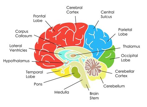 Download Anatomy Of Brain Pdf Background | Ceiling Art Design