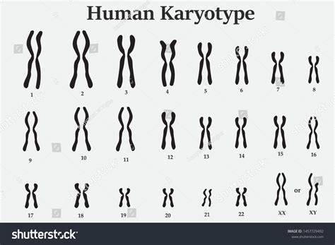 530 Human Karyotype Images, Stock Photos & Vectors | Shutterstock