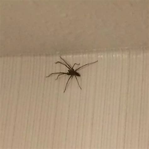 Giant House Spider Bite