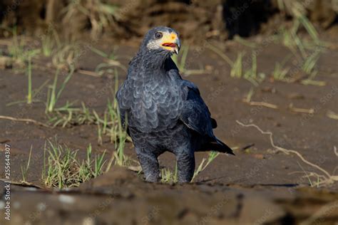 Common Black Hawk - Buteogallus anthracinus a bird of prey in the ...