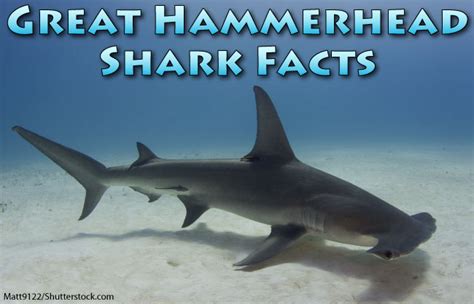 Great Hammerhead Shark Facts, Pictures & Video. Discover An Incredible ...