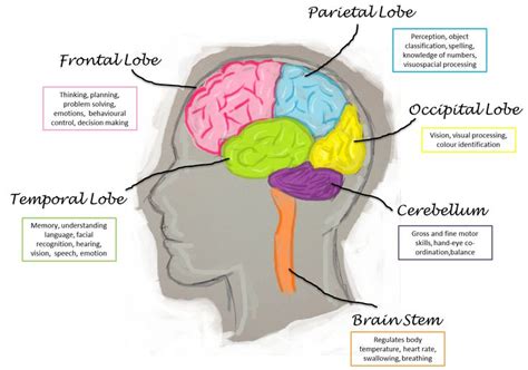 Image result for brain lobes and functions | Brain lobes and functions ...