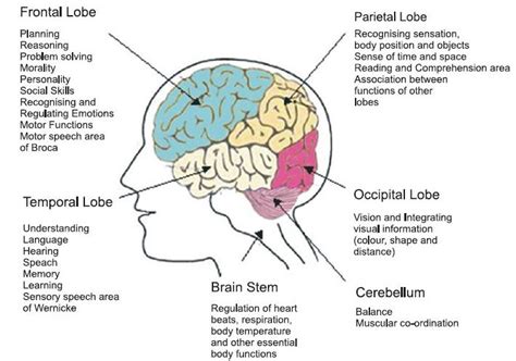 frontal lobe function - Google Search | Broca