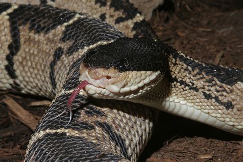 Venomous Snakes Of The Amazon Basin - WorldAtlas