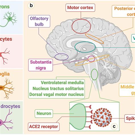 a Human cells that express ACE2 receptors in the CNS. b Brain areas ...