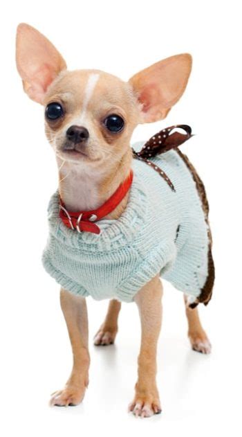 Chihuahua Clothes and Accessories at The Chihuahua Wardrobe!