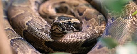 African Rock Python - Lincoln Park Zoo