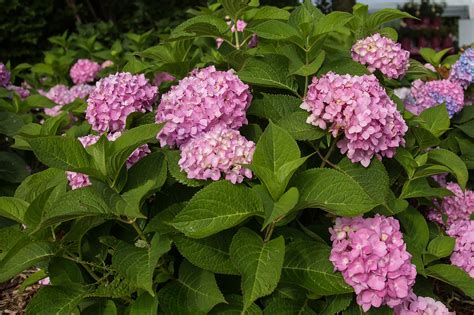 Endless Summer® The Original Reblooming Hydrangea (Hydrangea ...