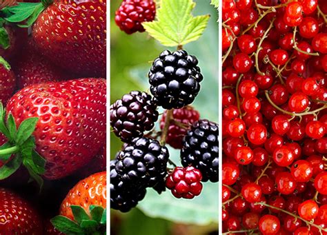 25 Different Types of Berries (and Why You Should Be Eating Each and ...