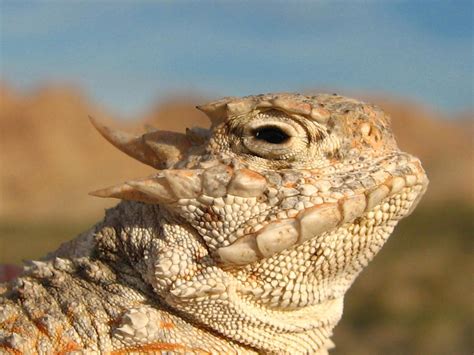 Grand Canyon National Park Wildlife – National Park Photographer