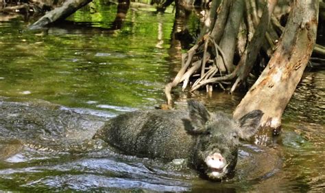 Wildlife in Louisiana: Exploring Honey Island on a Swamp Tour • Globonaut