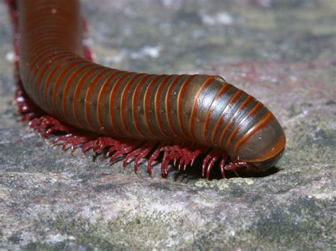 Dangerous of Wild Animals: Millipede