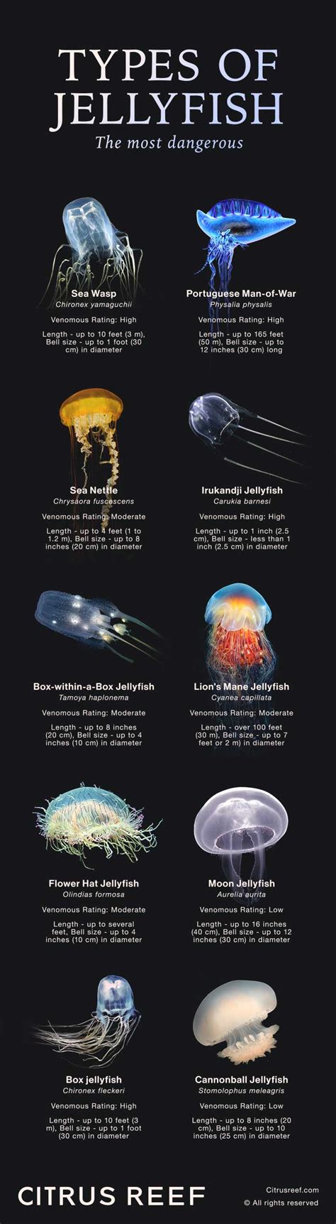 Species Of Jellyfish