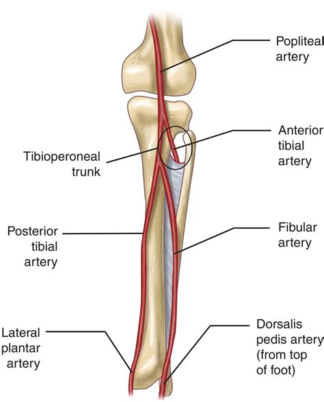 Tibialis Posterior Artery