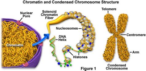 Nucleus, Nucleolus, Chromosomes & Chromaitin - Organelles